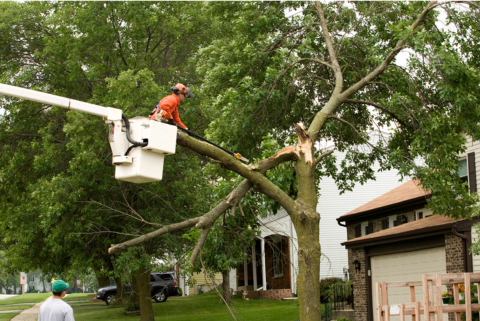 man cutting damaged tree