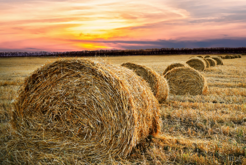 farm